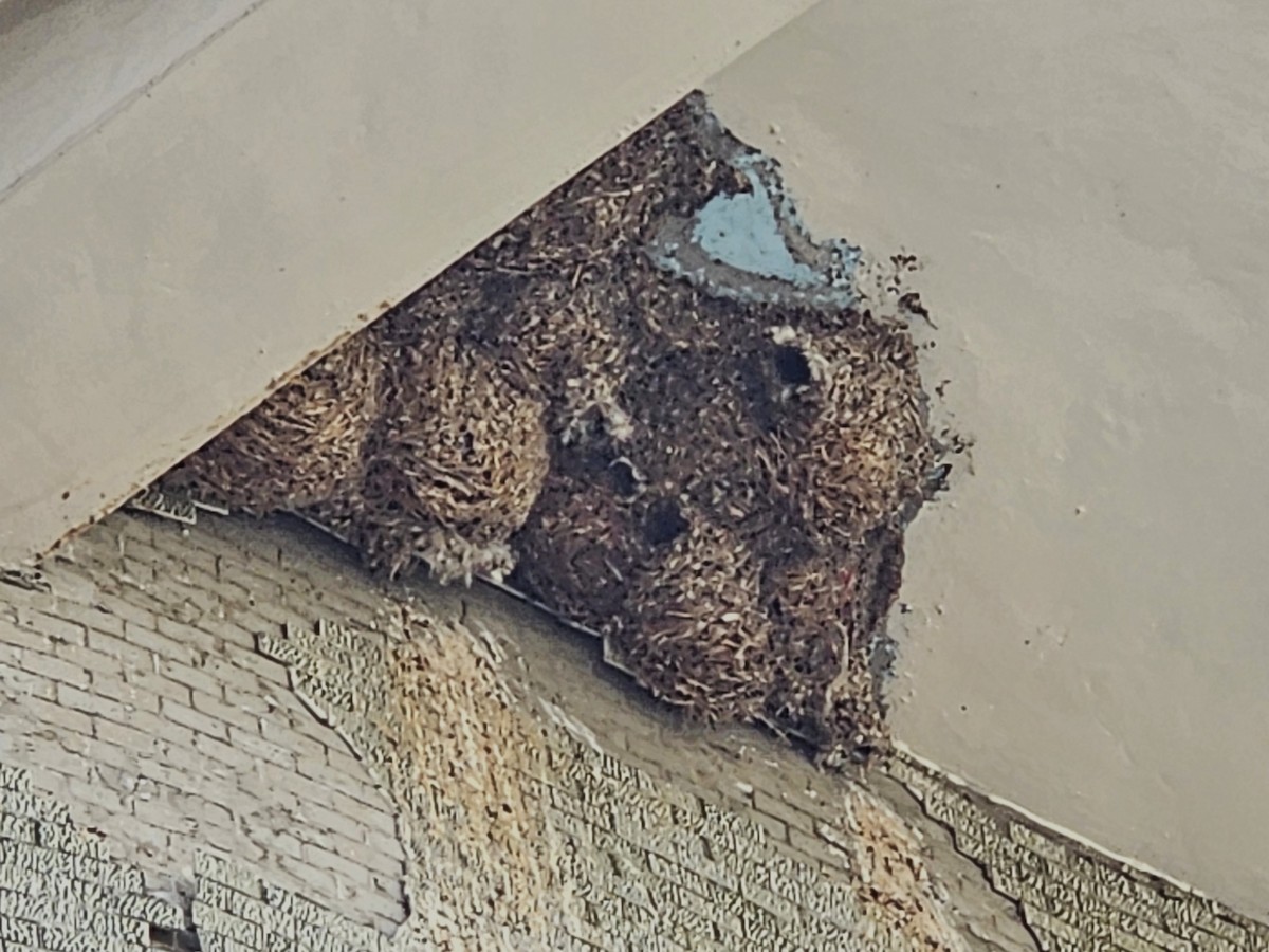 rorýs domácí - ML644029101