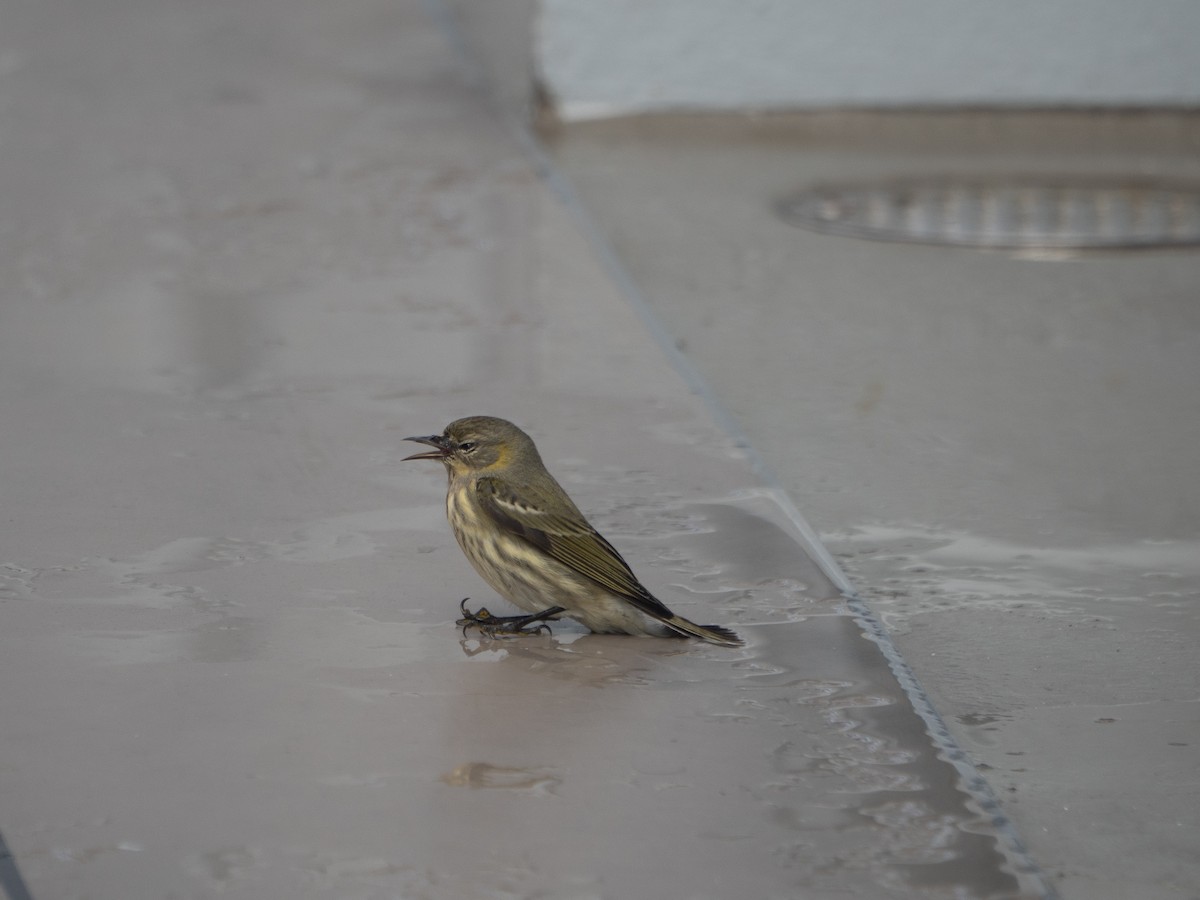 Cape May Warbler - ML644029113