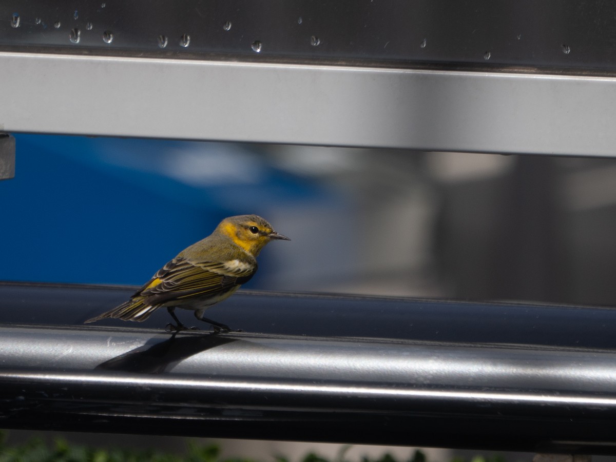 Cape May Warbler - ML644029114