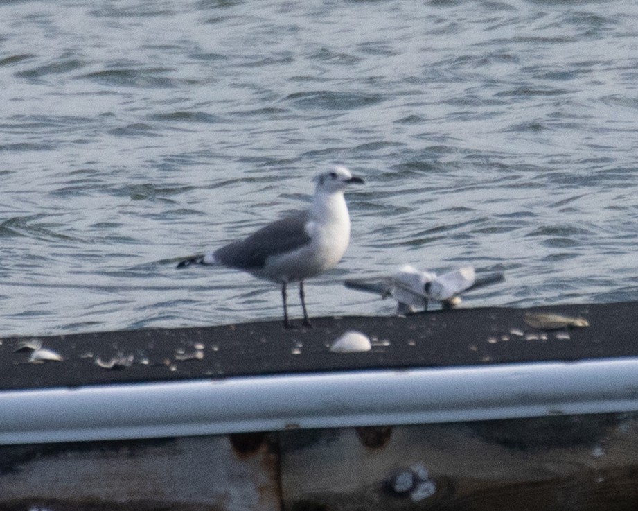 Gaviota Guanaguanare - ML644029116