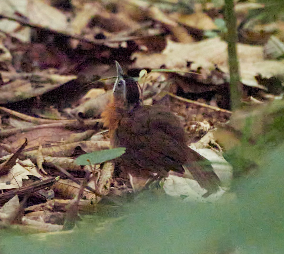 Malayan Black-capped Babbler - ML644029119