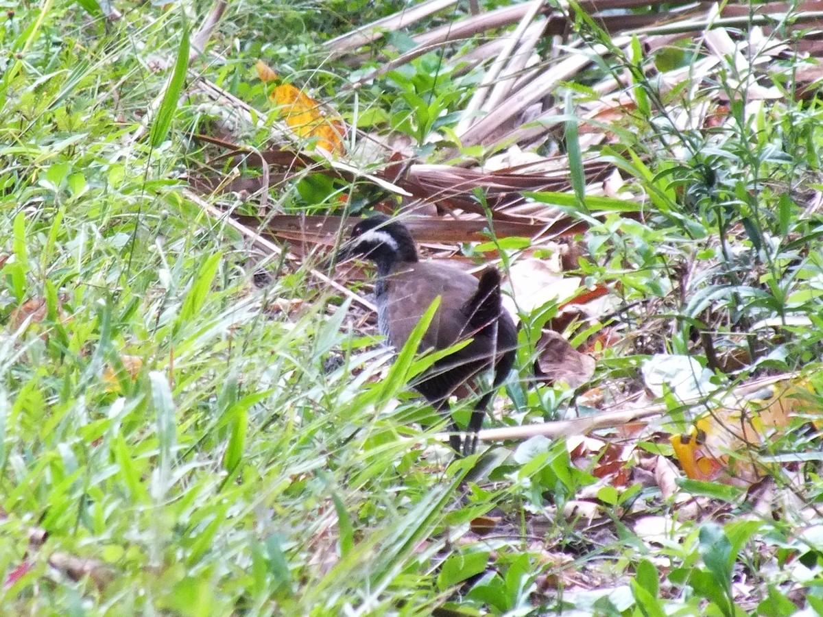 Barred Rail - ML644029120