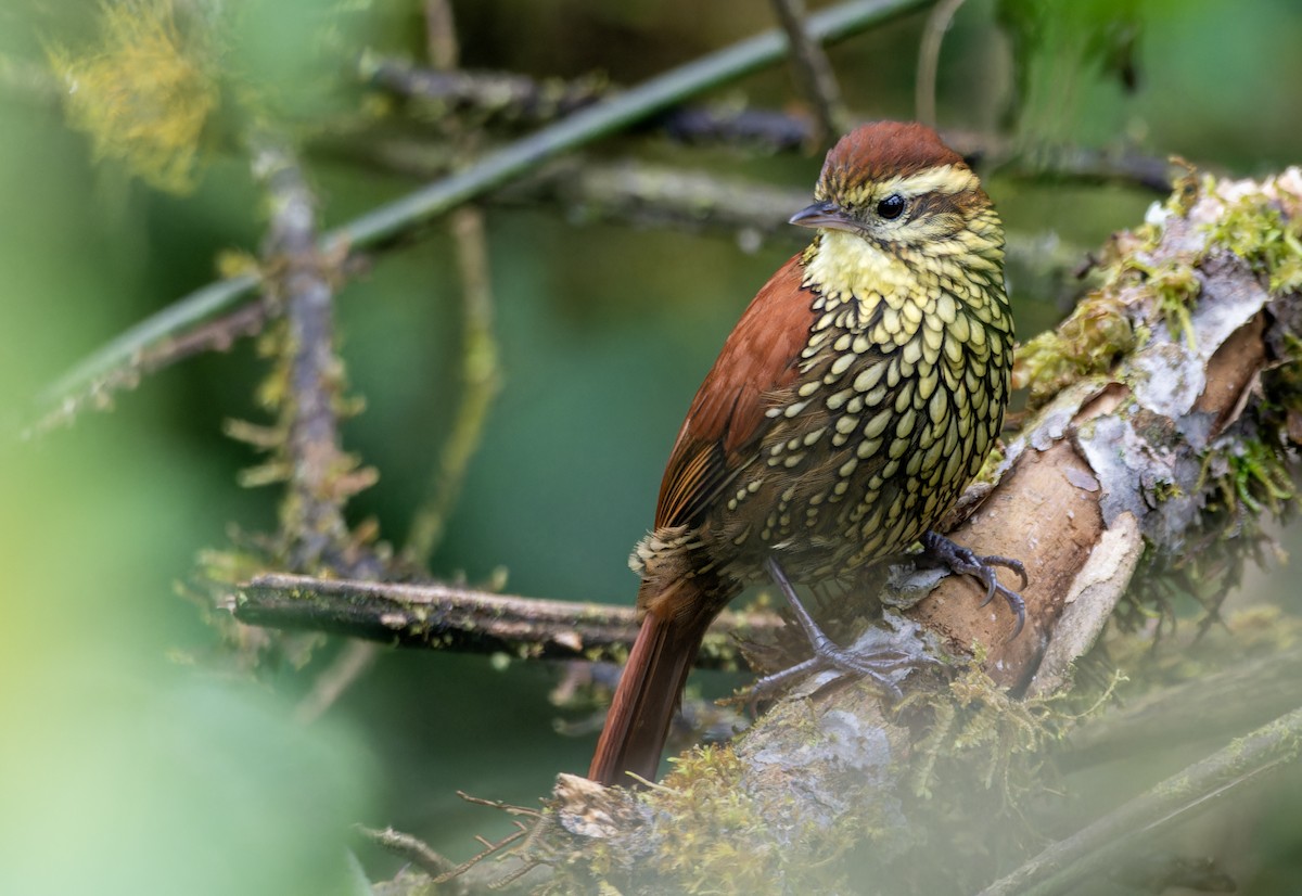 Pearled Treerunner - ML644029124