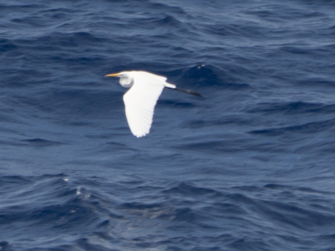 Цасч дэглий - ML644029138