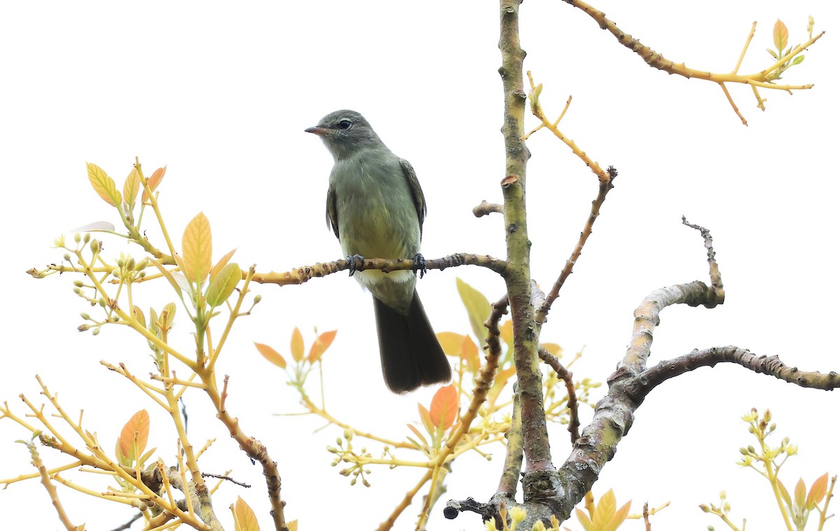 Short-crested Flycatcher - ML644029140