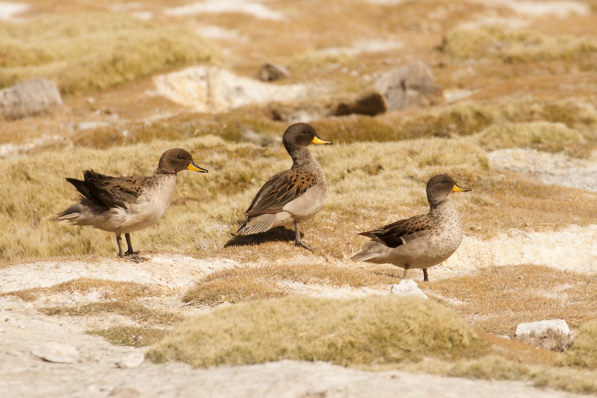 Yellow-billed Teal - ML644029145