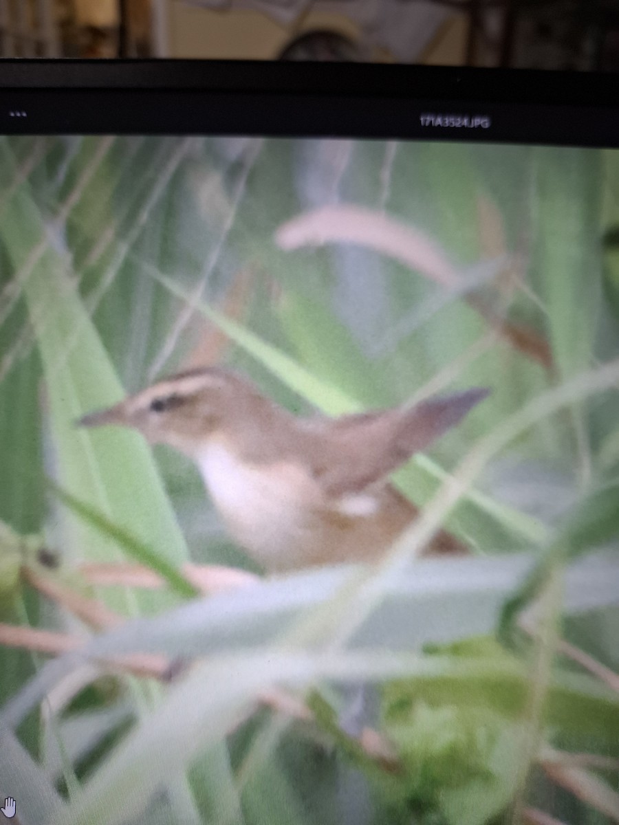 Black-browed Reed Warbler - ML644029150