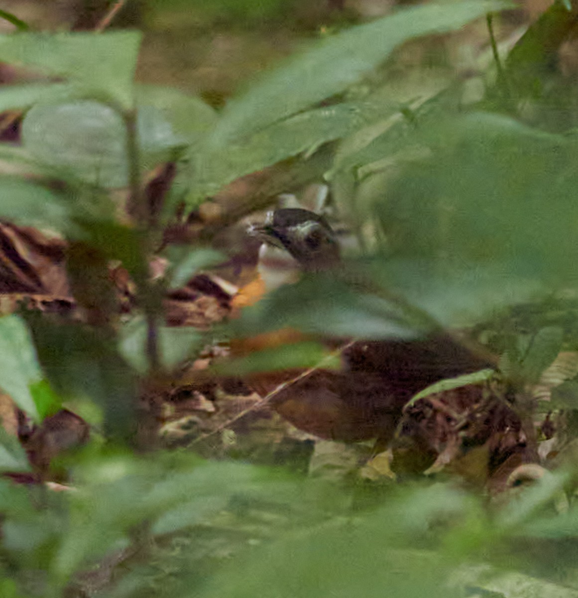 Malayan Black-capped Babbler - ML644029151