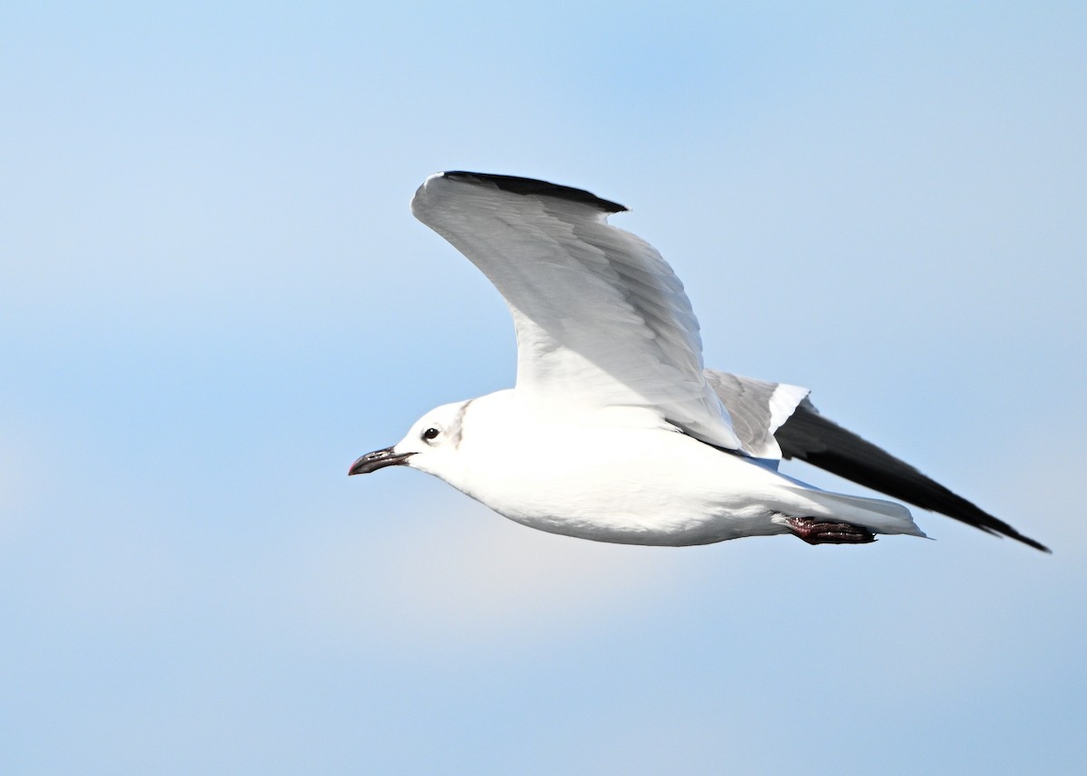 Laughing Gull - ML644029153