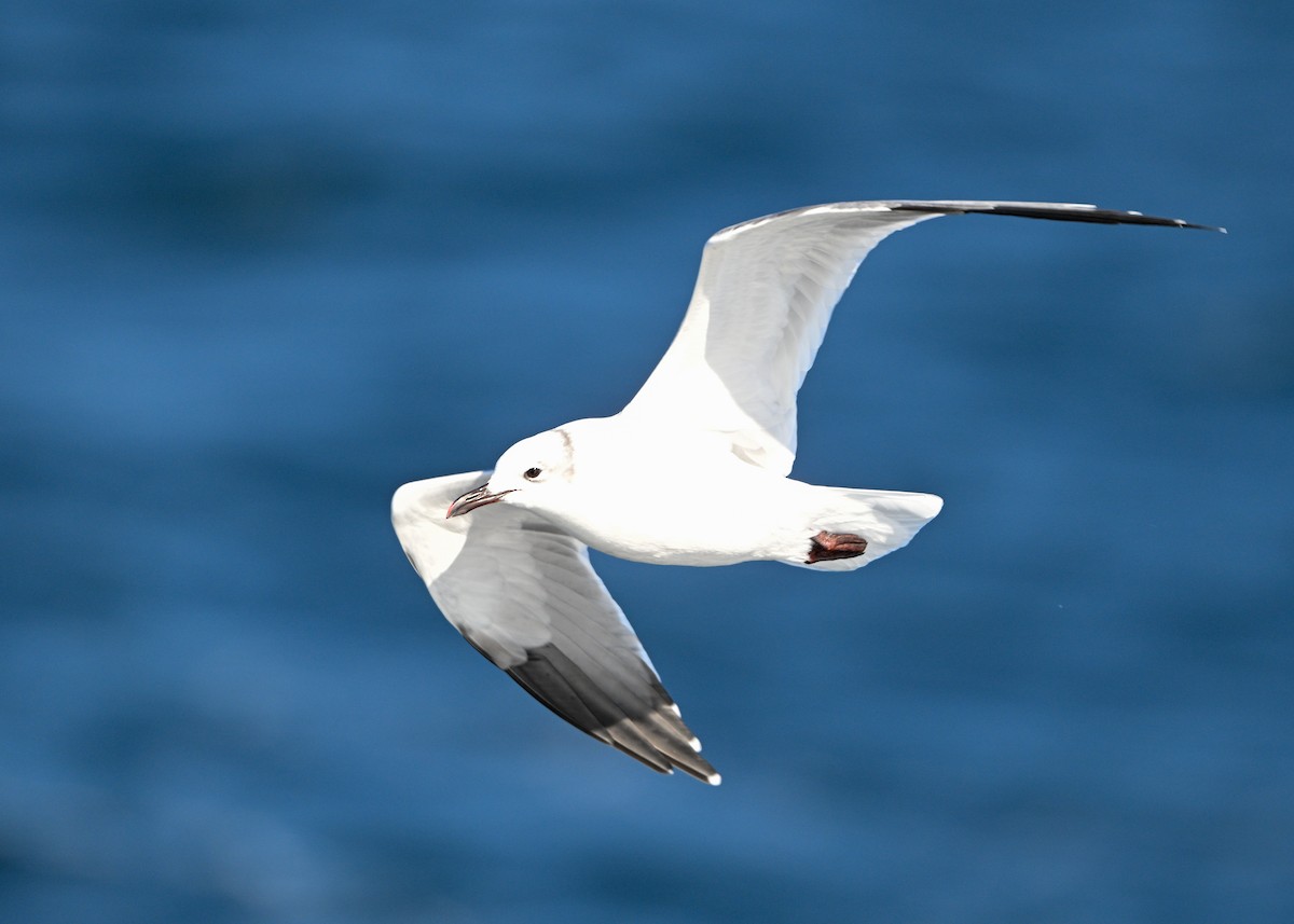 Laughing Gull - ML644029154