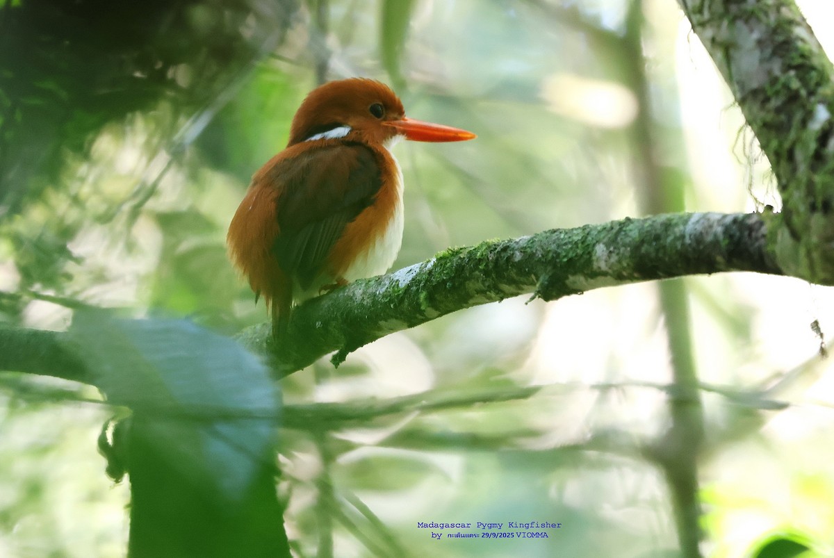 Martin-pêcheur malgache - ML644029157