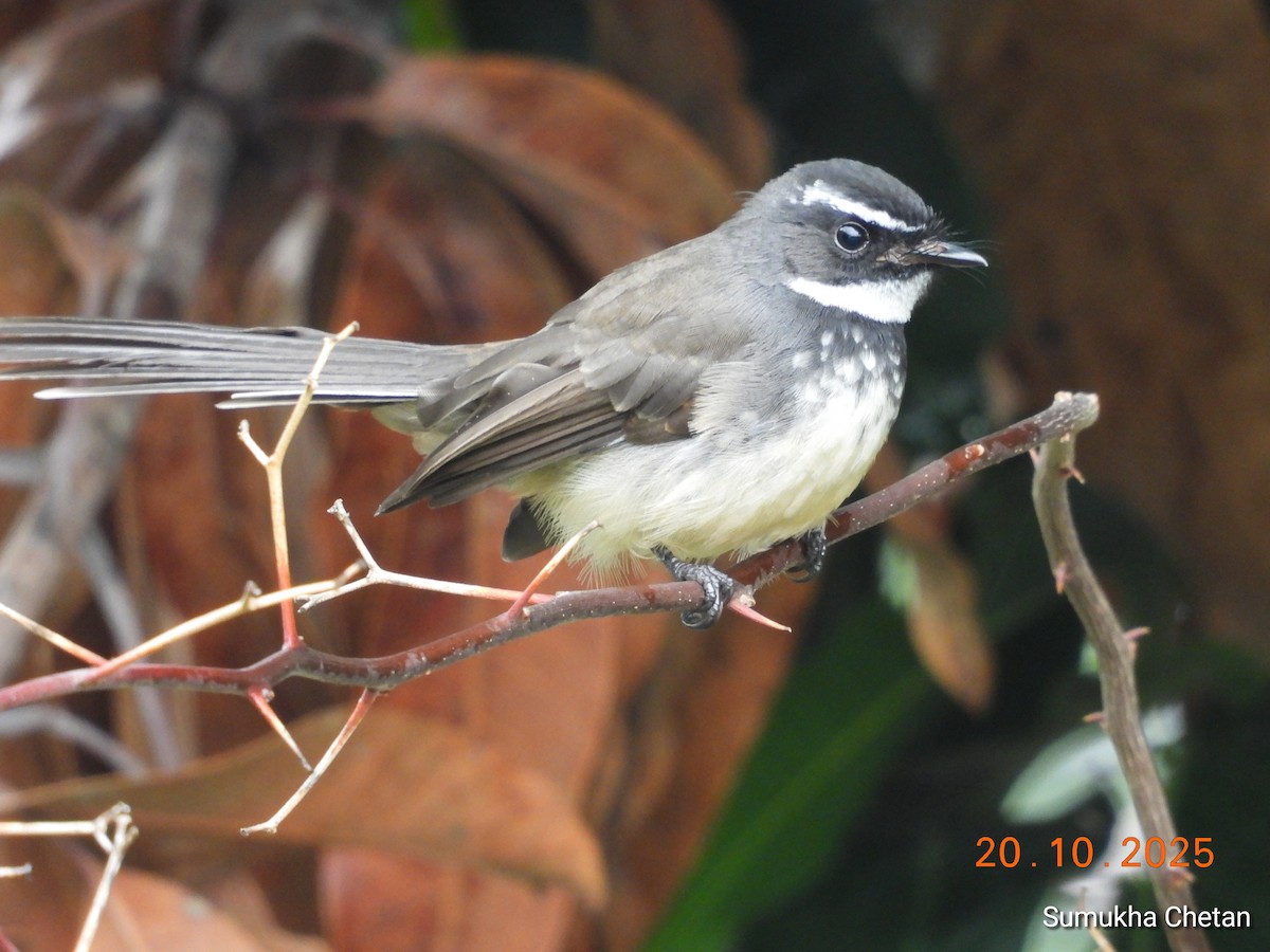 Spot-breasted Fantail - ML644029158