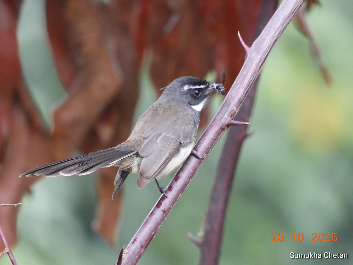 Spot-breasted Fantail - ML644029159