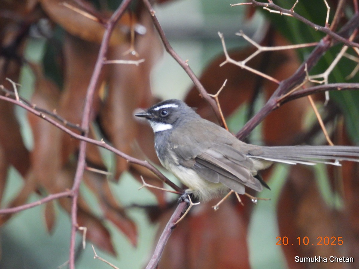 Spot-breasted Fantail - ML644029160