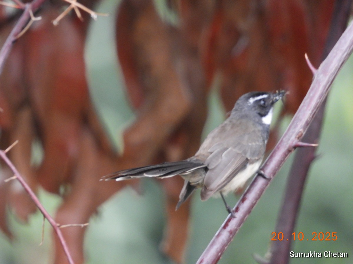 Spot-breasted Fantail - ML644029161