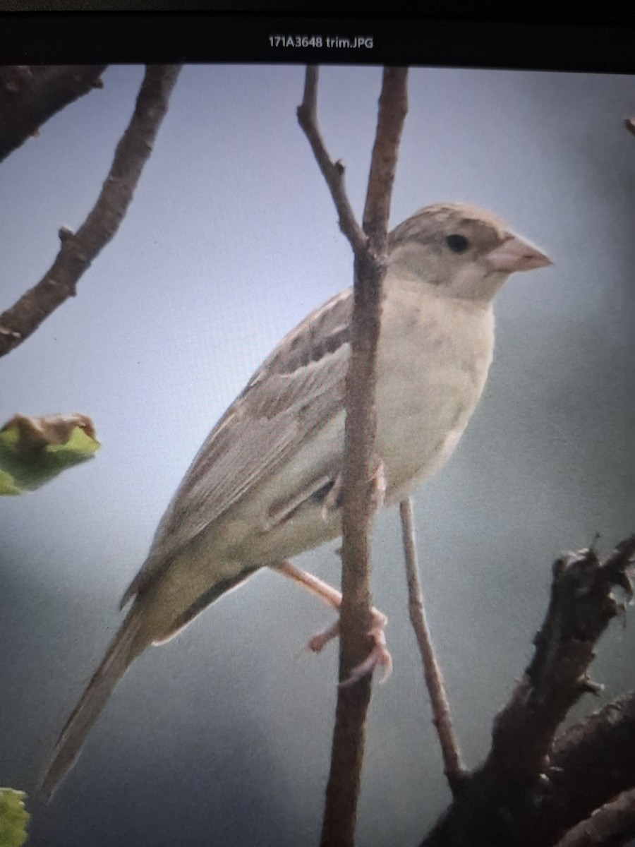 Bruant mélanocéphale - ML644029173