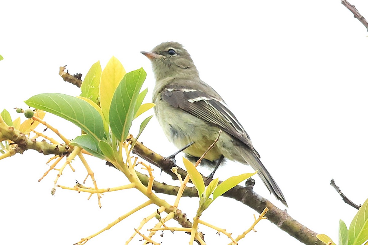 Small-headed Elaenia - ML644029174