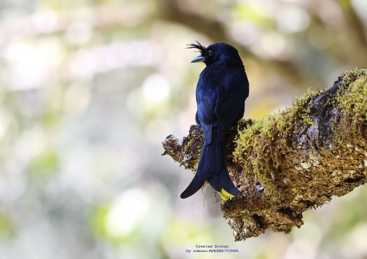 Crested Drongo - ML644029182