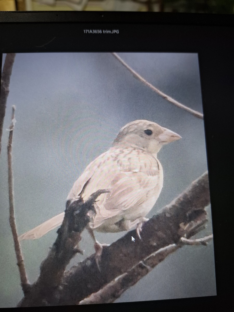 Bruant mélanocéphale - ML644029183