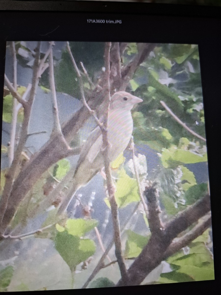 Bruant mélanocéphale - ML644029184