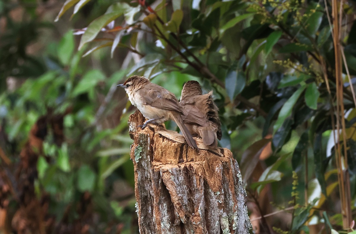 Rufous-fronted Thornbird - ML644029188