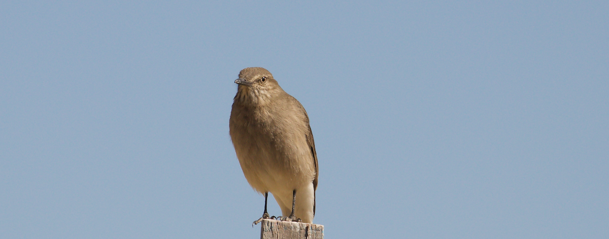 Black-billed Shrike-Tyrant - ML644029193