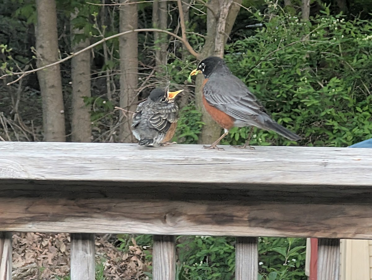 vandretrost - ML644029195