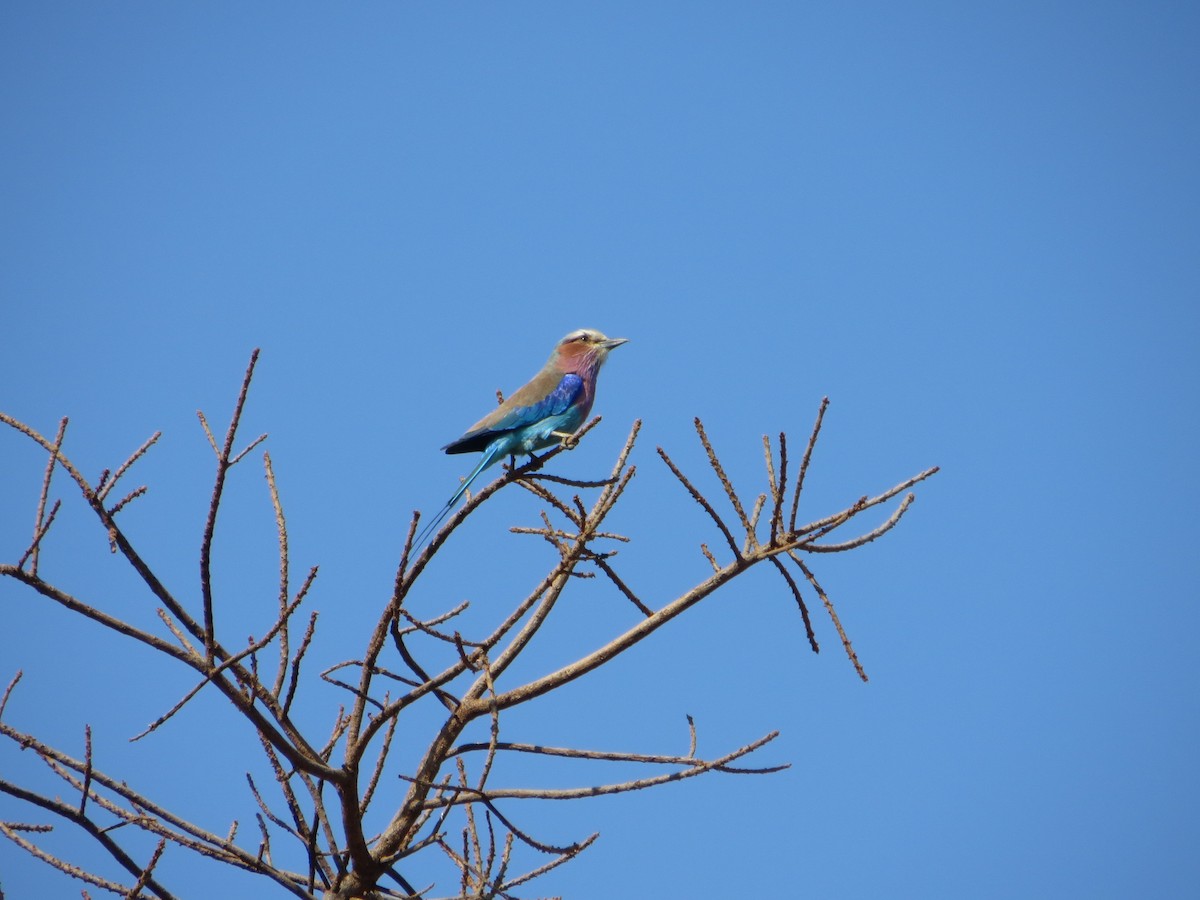Lilac-breasted Roller - ML644029229