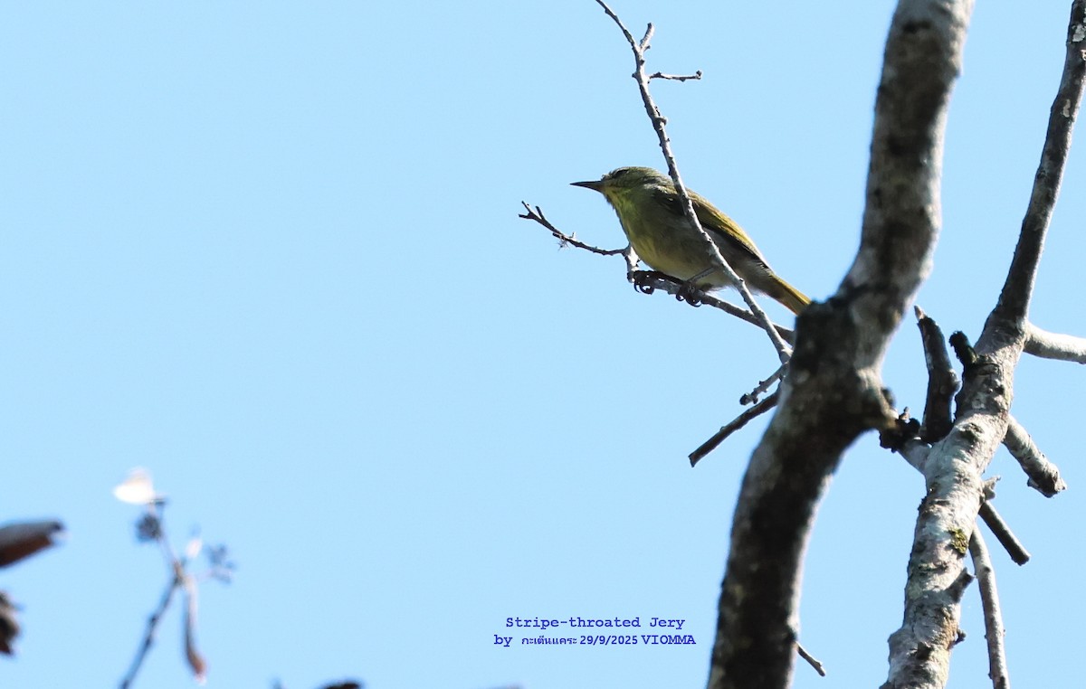 Ереса смугастогорла - ML644029240