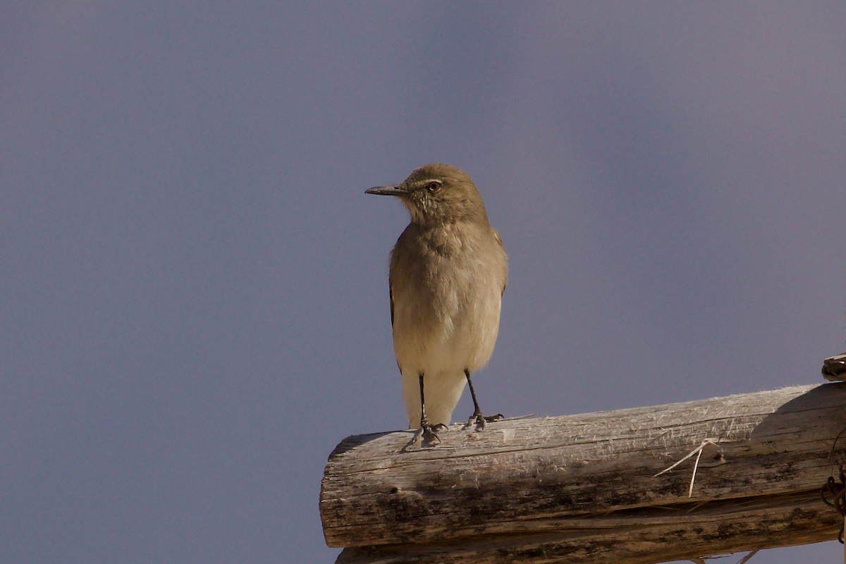 Black-billed Shrike-Tyrant - ML644029250