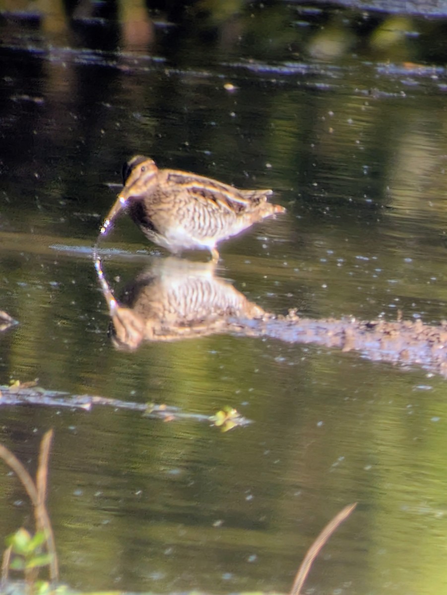 Wilson's Snipe - ML644029274
