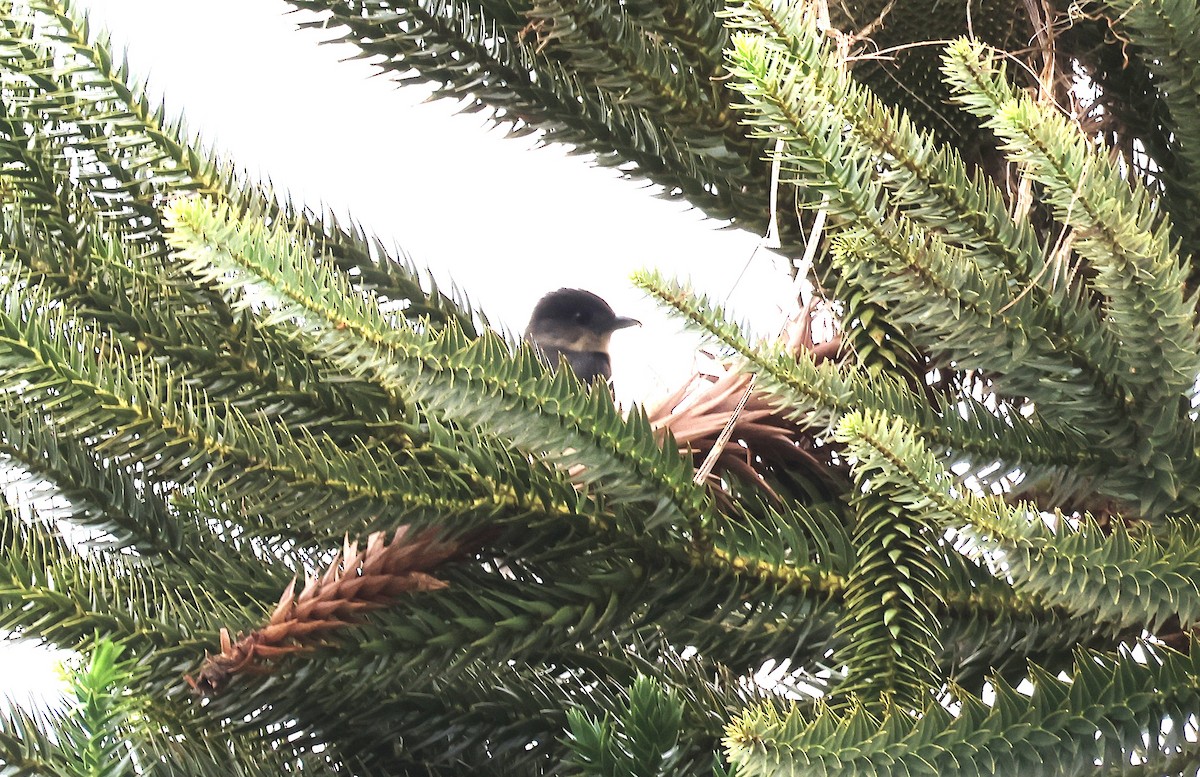 Crested Becard - ML644029290