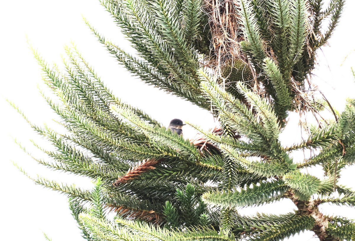 Crested Becard - ML644029291