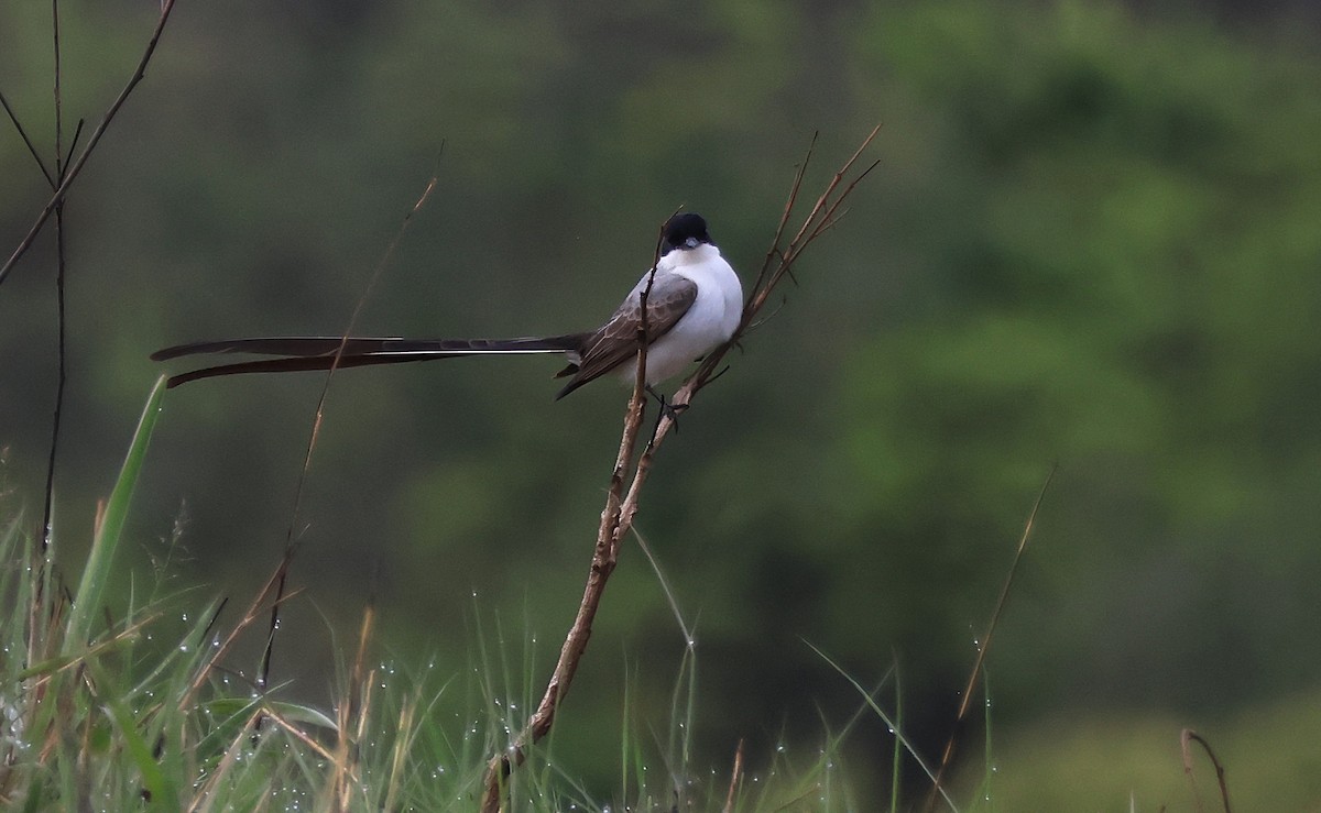 tyran savanový (ssp. savana) - ML644029298