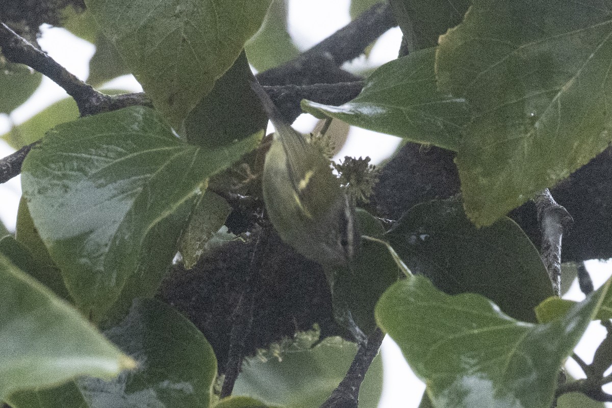 Buff-barred Warbler - ML644029309