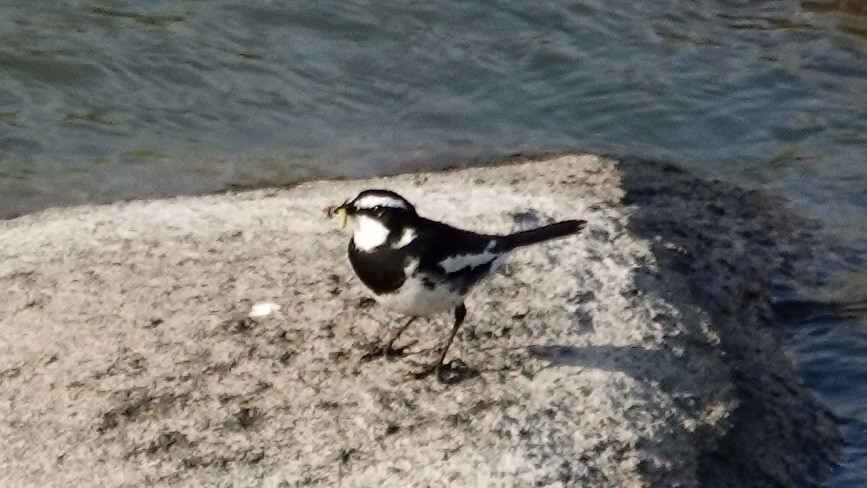 African Pied Wagtail - ML644029318