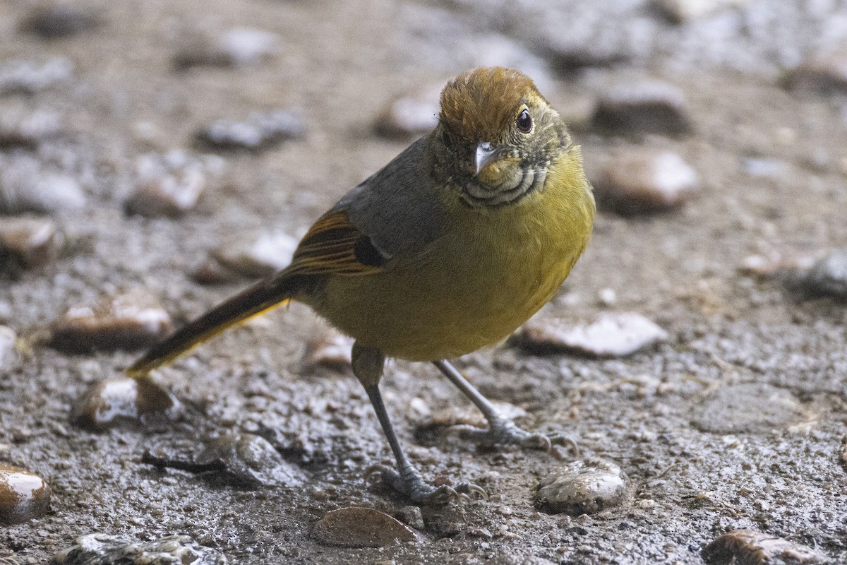 Chestnut-tailed Minla - ML644029338