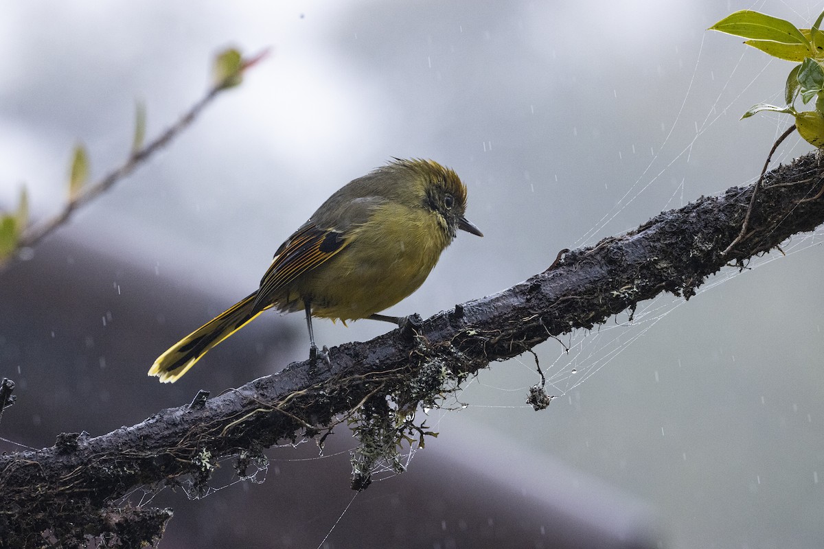 Chestnut-tailed Minla - ML644029339