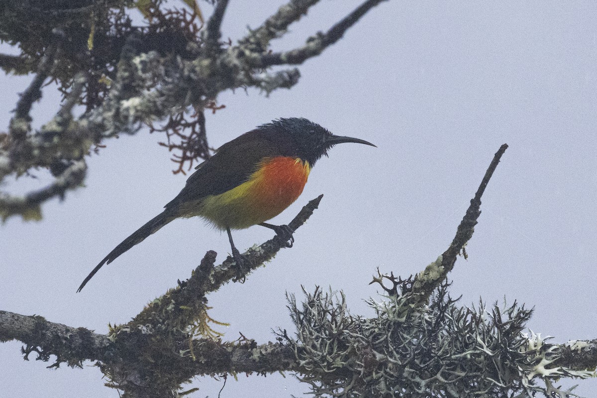 grønnhalesolfugl (angkanensis) - ML644029352