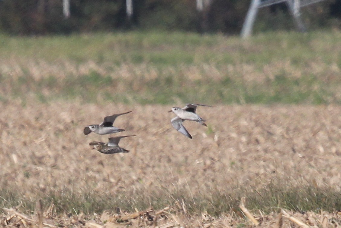 European Golden-Plover - ML644029358