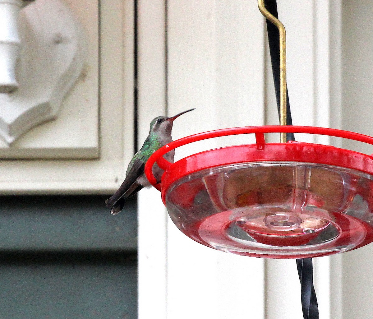 Broad-billed Hummingbird - ML644029371