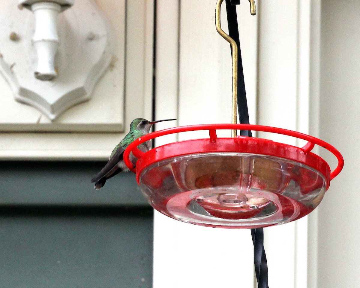 Broad-billed Hummingbird - ML644029372