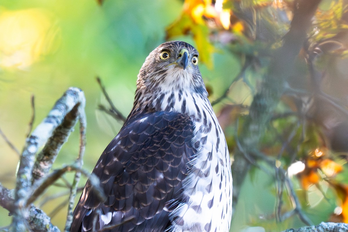 Cooper's Hawk - ML644029397