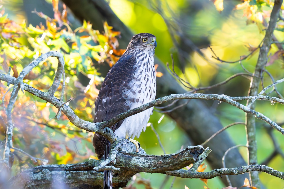 Cooper's Hawk - ML644029404