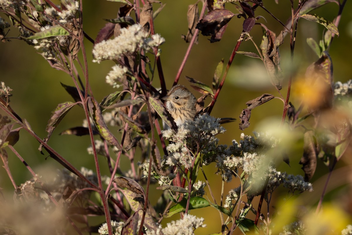 Lincoln's Sparrow - ML644029412