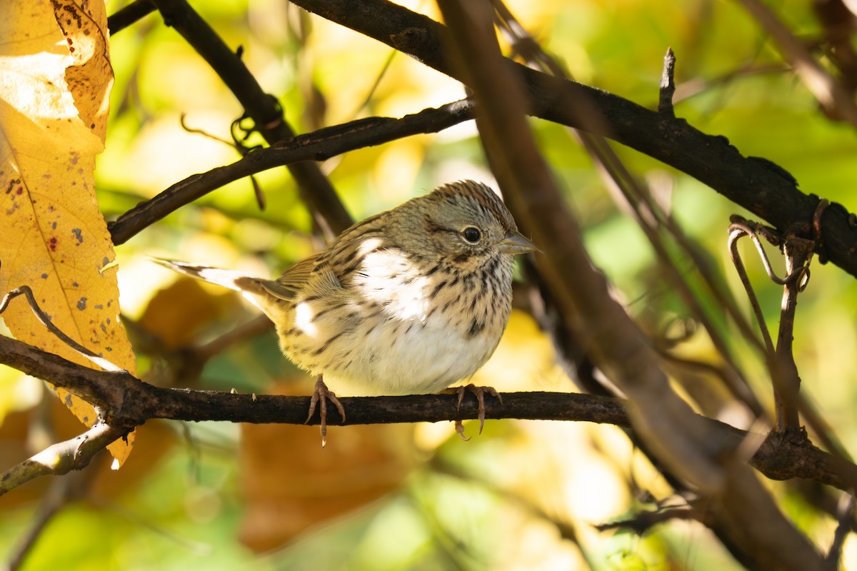 Lincoln's Sparrow - ML644029413