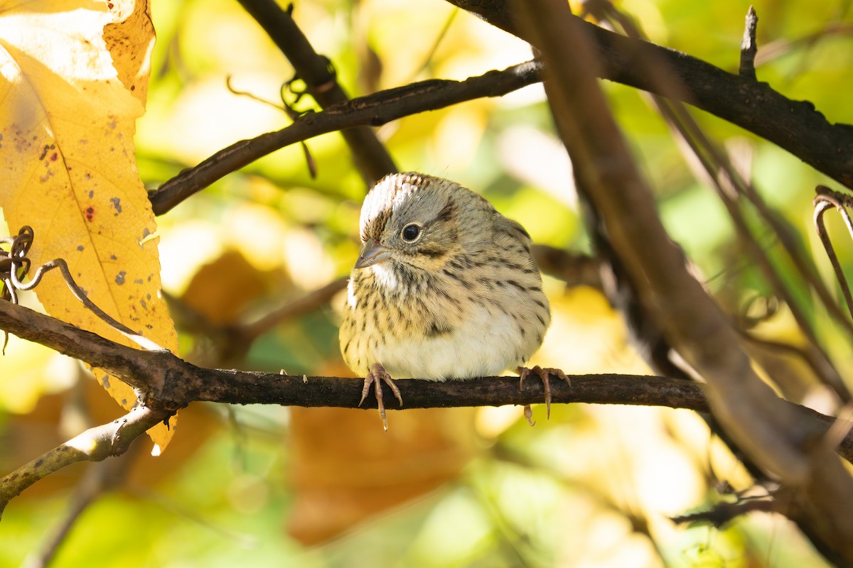 Lincoln's Sparrow - ML644029414