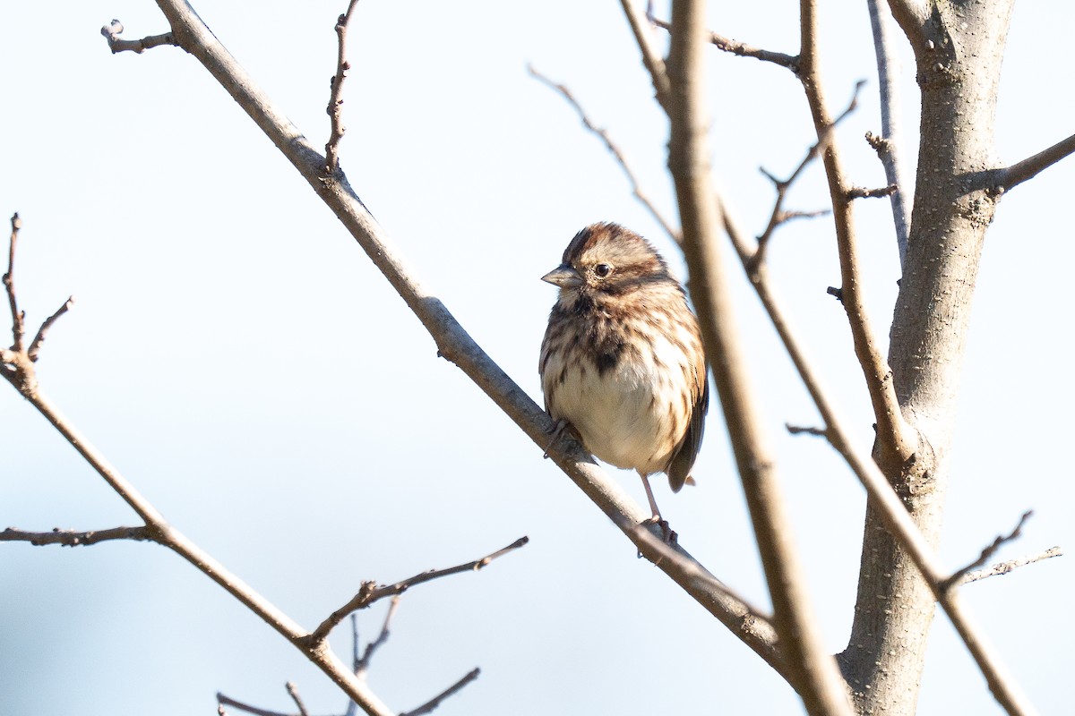 Song Sparrow - ML644029420