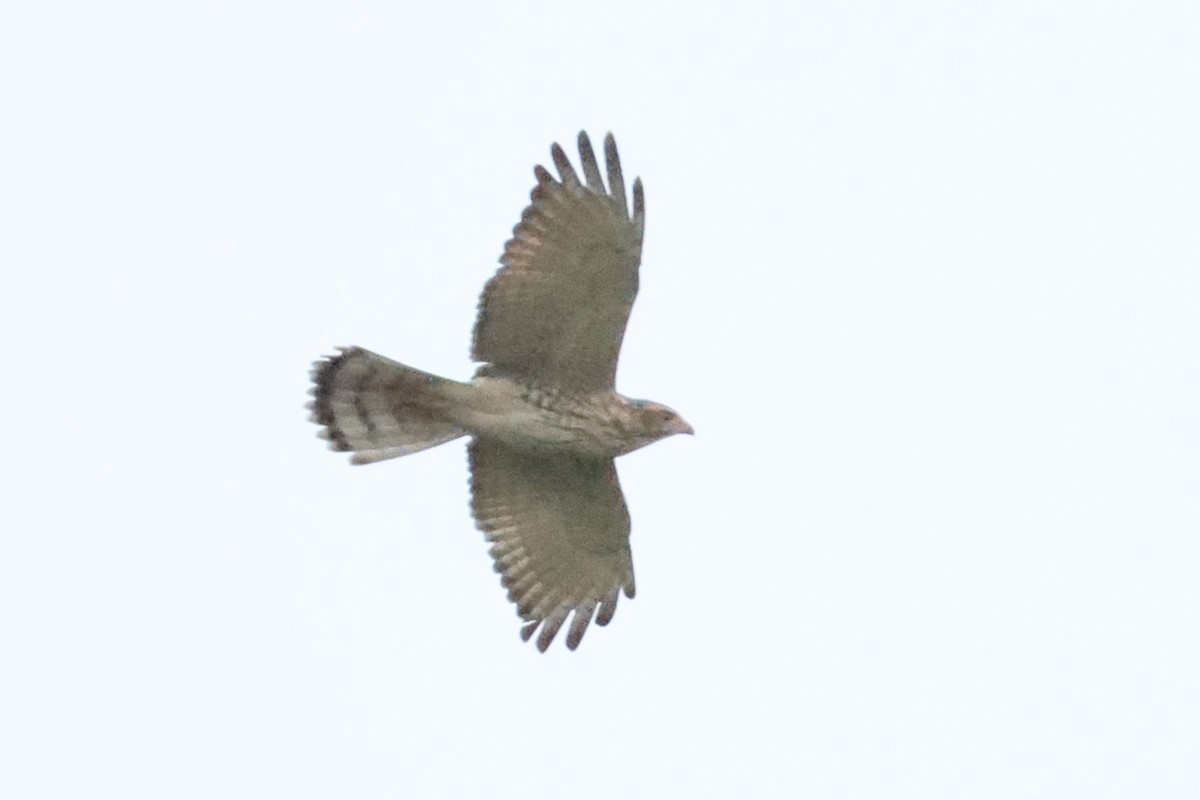 Gray-faced Buzzard - ML644029431