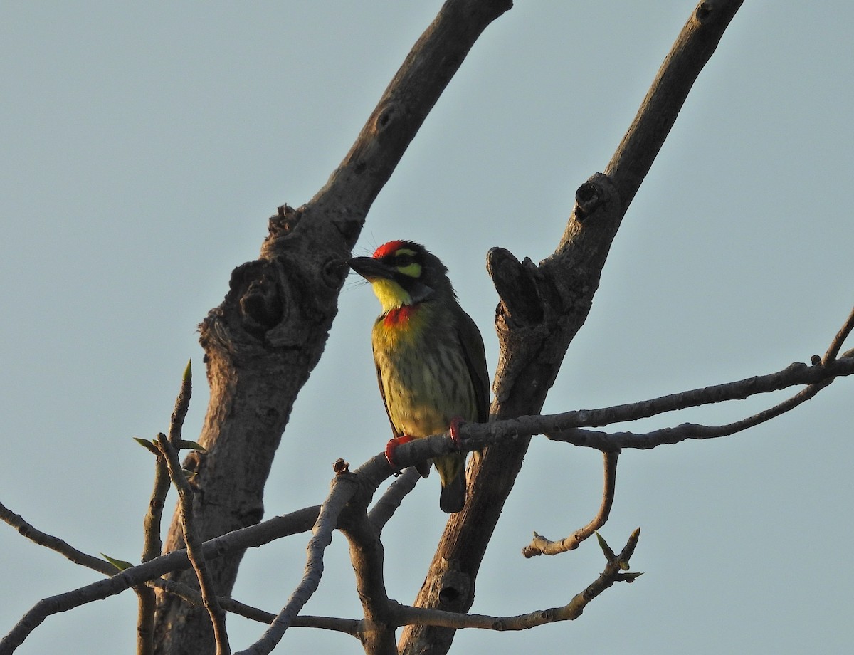 Coppersmith Barbet - ML644029432